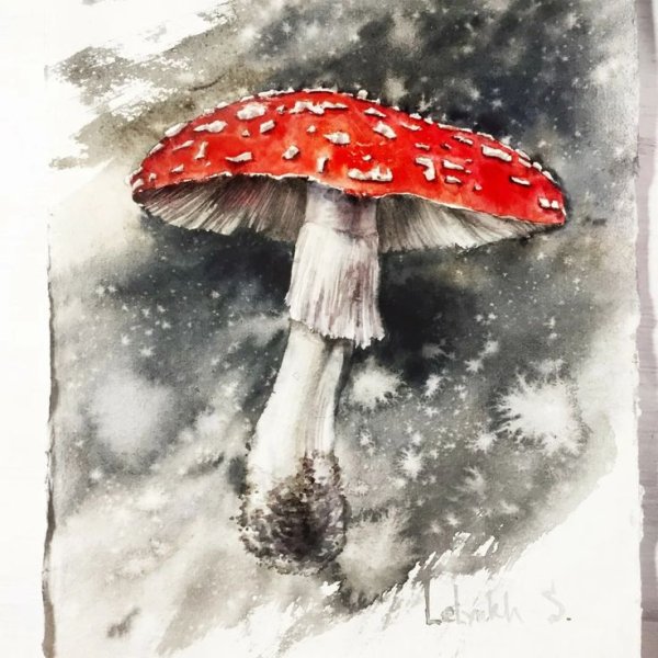 Мухомор акварель Сюзан Веллер