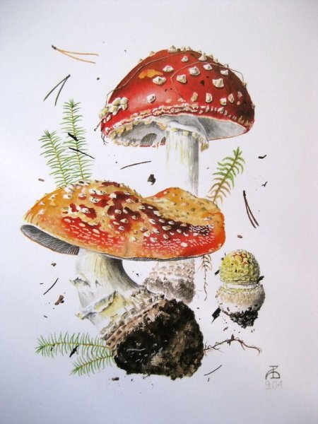 Александр Вязьменский грибы мухомор