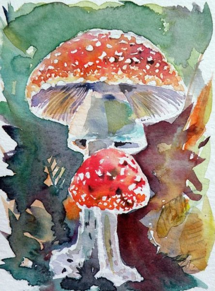 Мухомор акварель Сюзан Веллер