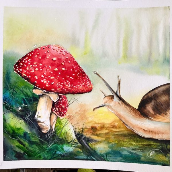 Мухомор акварель Сюзан Веллер