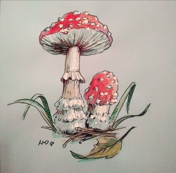 Грибы скетч мухоморы