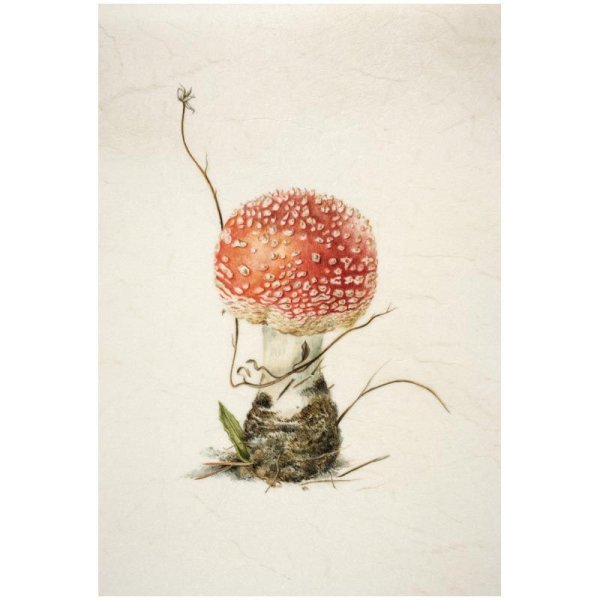 Красный мухомор Ботаническая иллюстрация