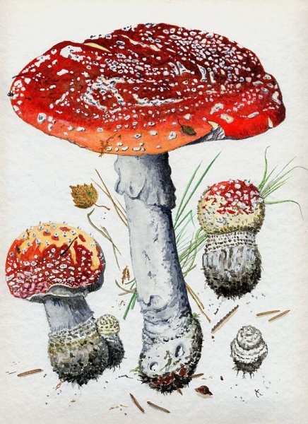 Аманита Мускария иллюстрация