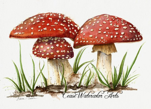 Мухомор цветными карандашами