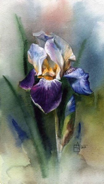 Ирисы Энн Мортимер