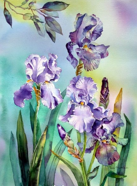 Ирисы Энн Мортимер