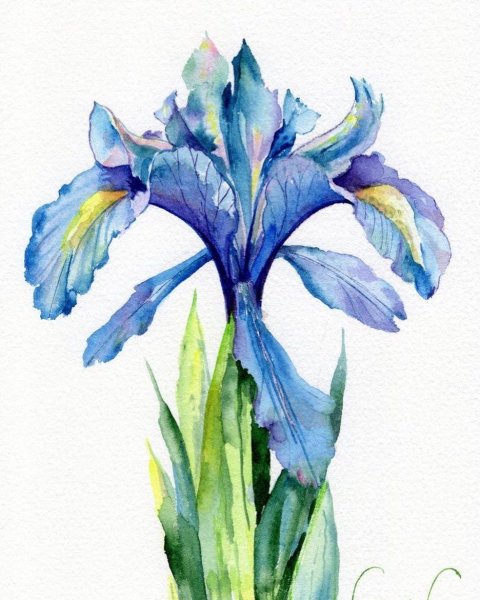 Ирис Солярис