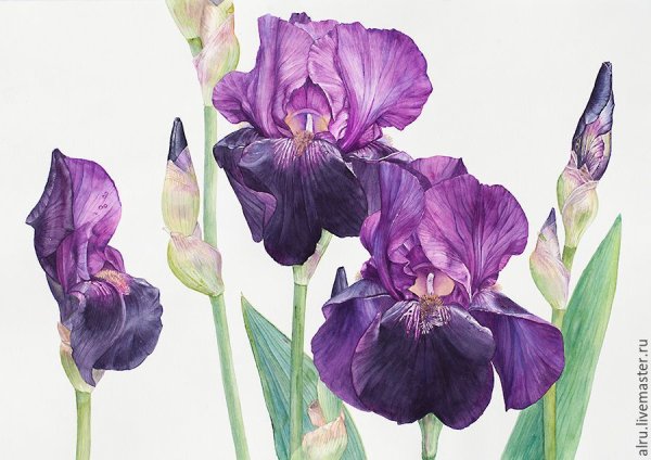 Ирисы акварелью Ковальский