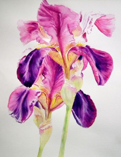 Энн Мортимер акварель