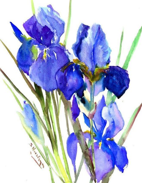 Ирисы гуашью