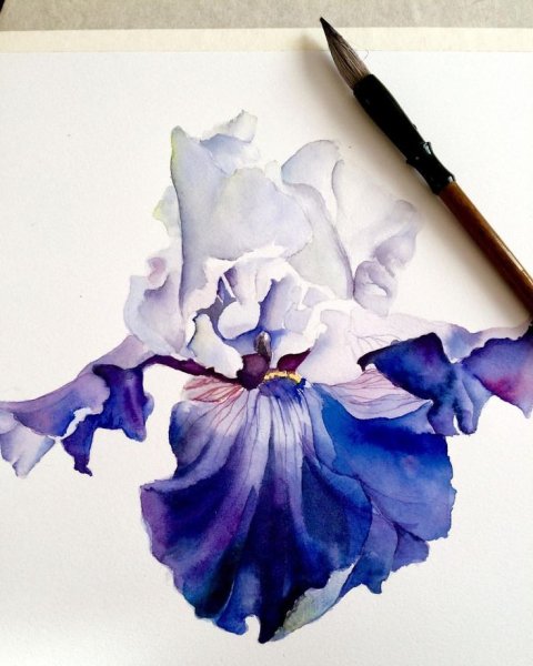 Ирисы акварель ботаника голубые
