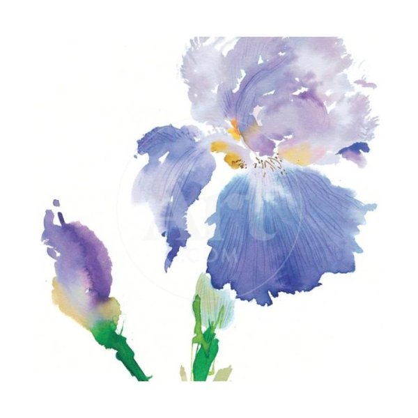 Ирисы акварельными карандашами