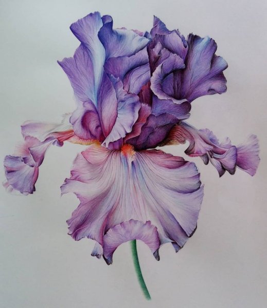 Ирис по сырому