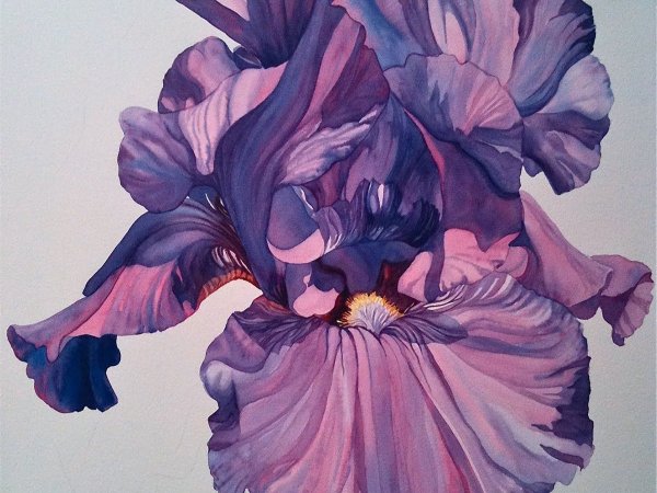 Ирисы Энн Мортимер