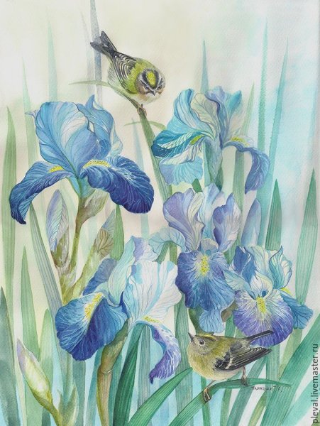 Акварели Рэйчел МАКНОТОН