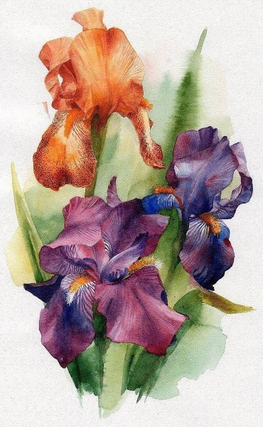 Анастасия Беседина акварель