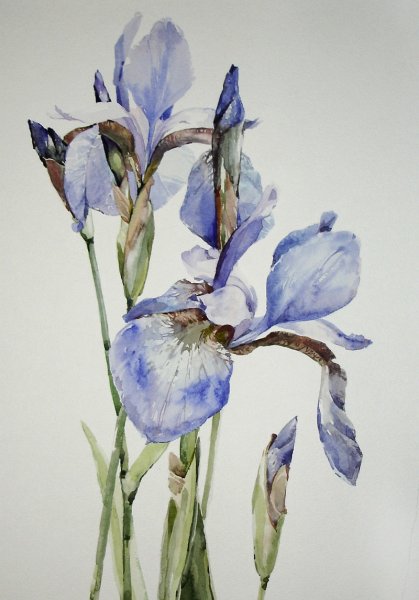 Ренуар ирисы