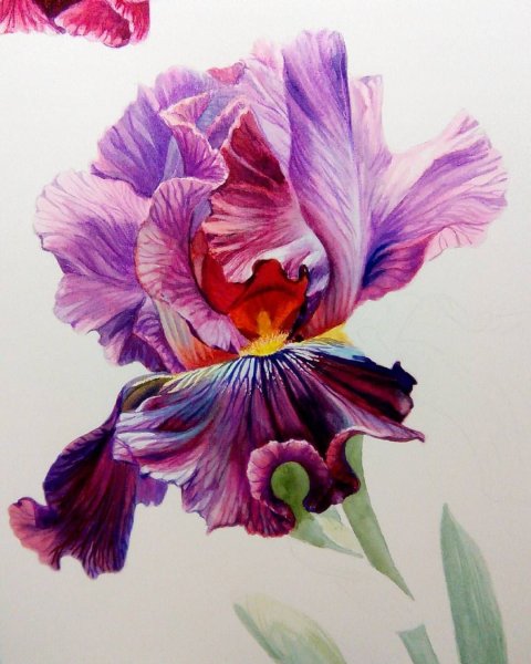 Ирисы акварелью легкие