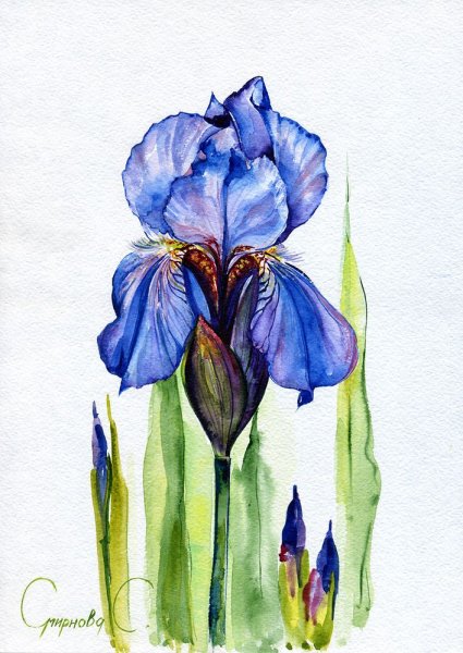 Ирис в живописи Усин