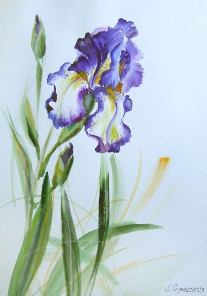 Ирисы цветы акварель