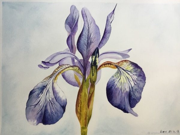 Синие цветы акварель