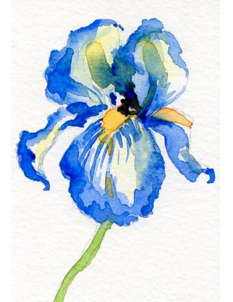 Ирис Ботаническая иллюстрация