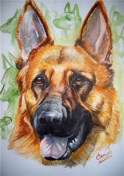 Собака акварелью
