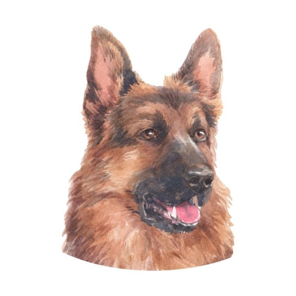 Щенок овчарки акварель
