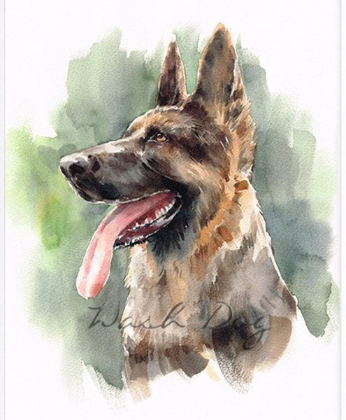 Восточноевропейская овчарка акварель
