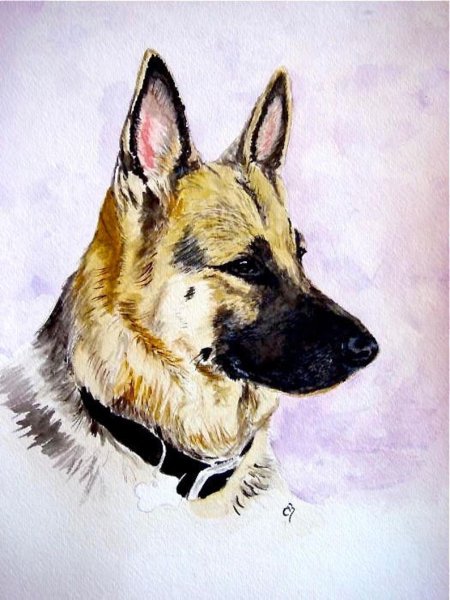 Немецкая овчарка акварелью
