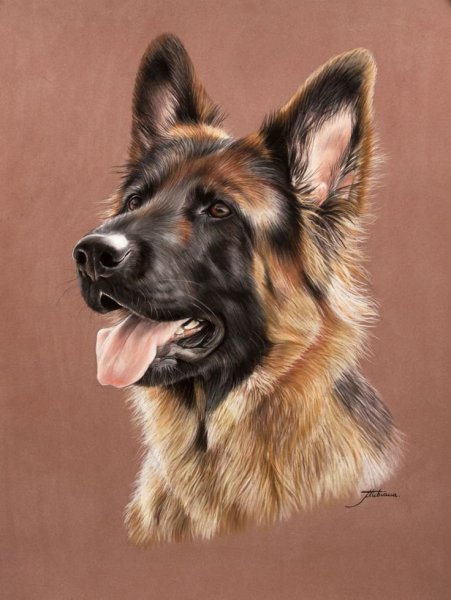 Немецкая овчарка картина