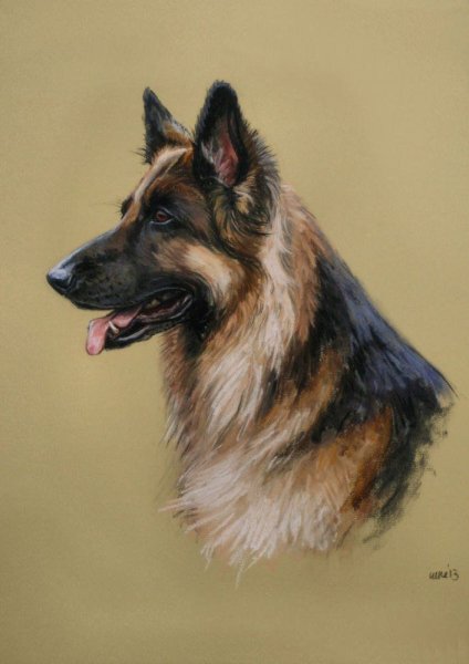 Овчарка акварелью