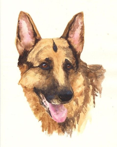 Восточноевропейская овчарка живопись