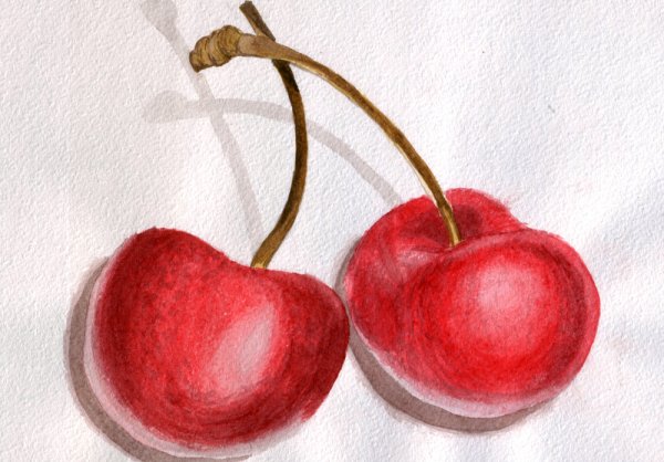 Вишня рисунок