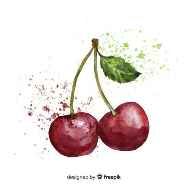 Вишня эскиз