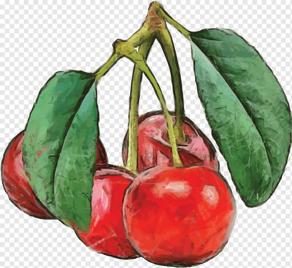 Черешня акварелью