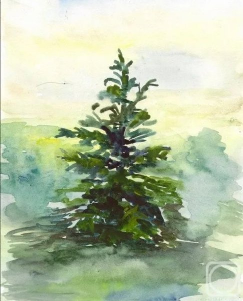Ель Этюд акварелью