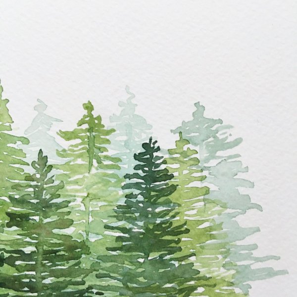 Ель акварелью