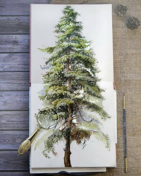 Ель акварелью