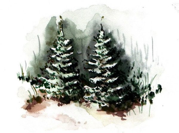 Еловый лес акварель