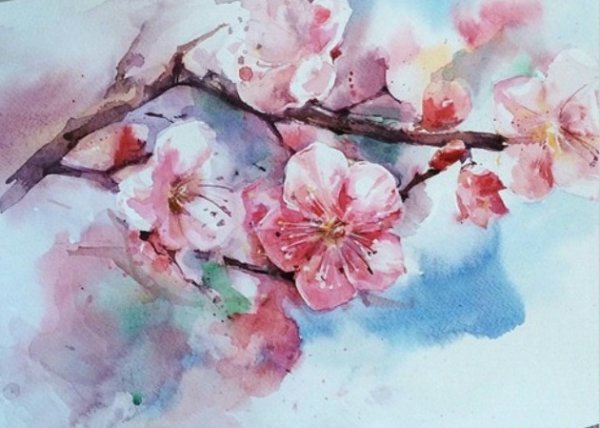 Цветущая Сакура акварель