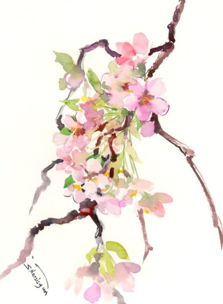 Ветка Сакуры акварель