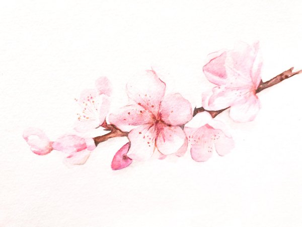 Цветы вишни акварель
