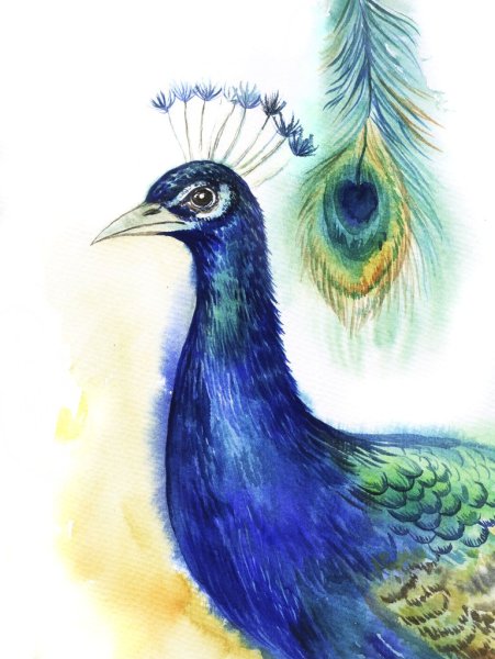 Павлины акварелью