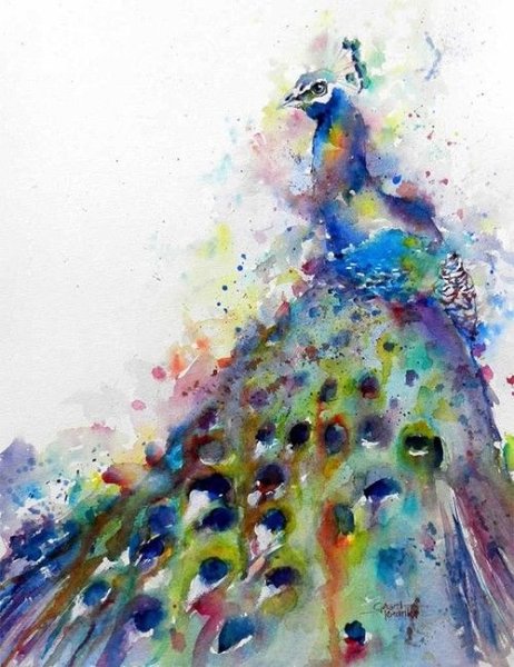 Акварель павлина куаркова
