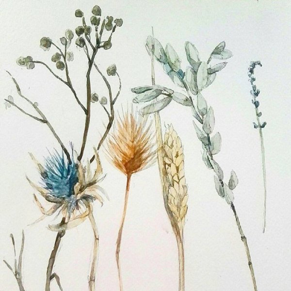 Растения акварелью