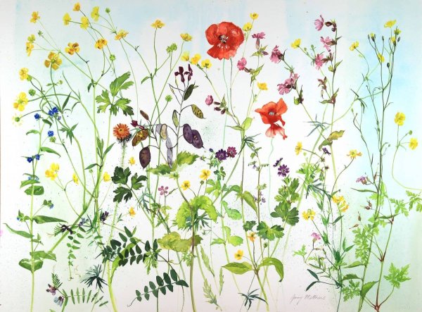 Полевые цветы акварелью