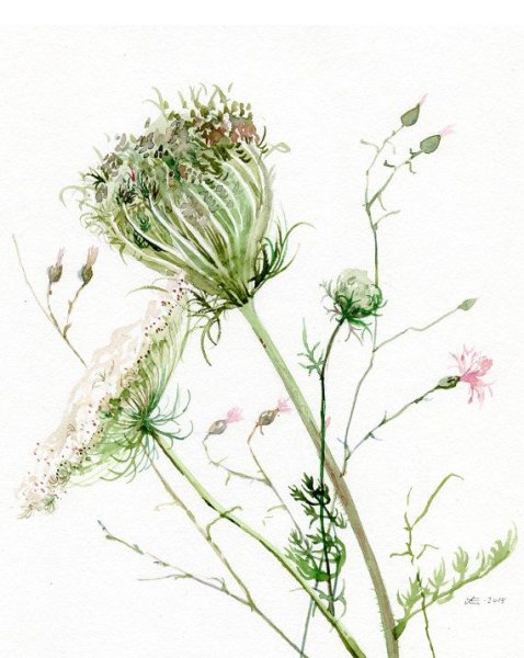 Ботаническая акварель полевые цветы
