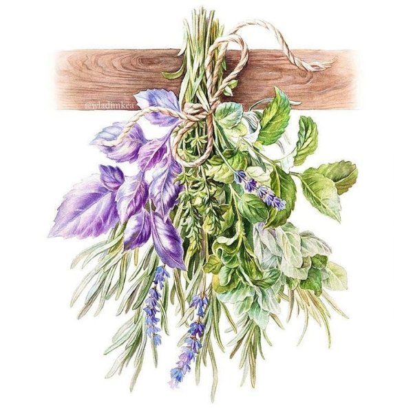 Лекарственные растения акварелью