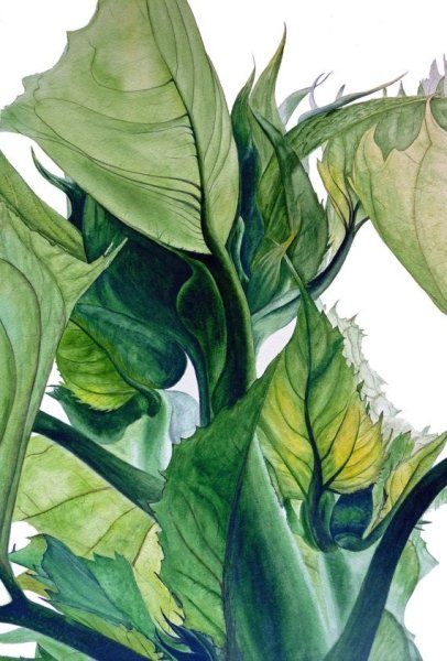 Marie Burke акварель